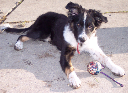 Moss border collie puppy